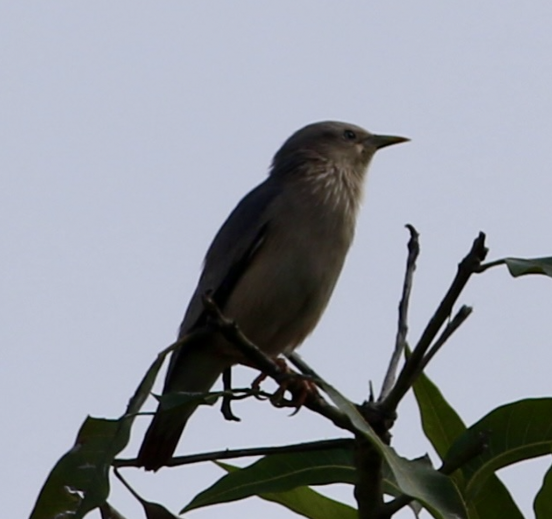 Chestnut-tailed Starling - ML610812003