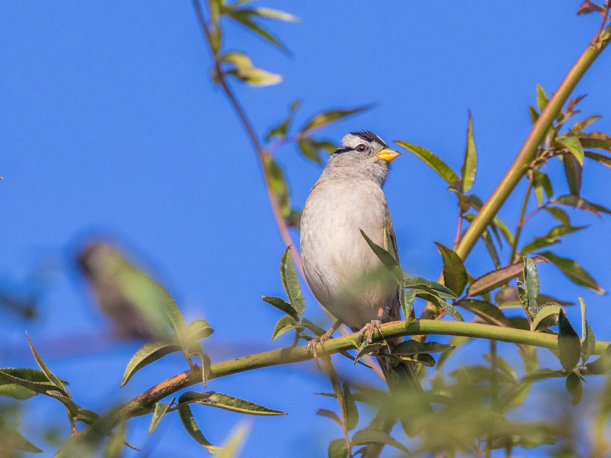 White-crowned Sparrow (Yellow-billed) - ML610812006