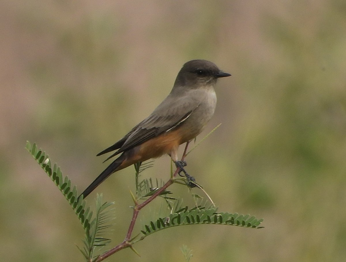 Say's Phoebe - ML610812033