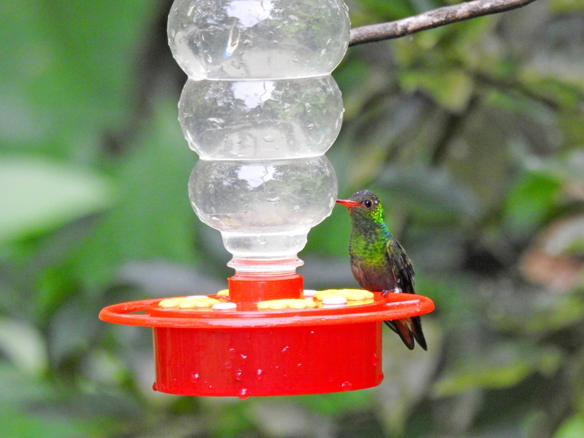 kolibrík ocelovořitý - ML610812040