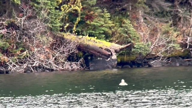 Yellow-billed Loon - ML610812102