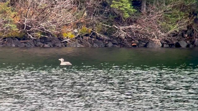 Yellow-billed Loon - ML610812103