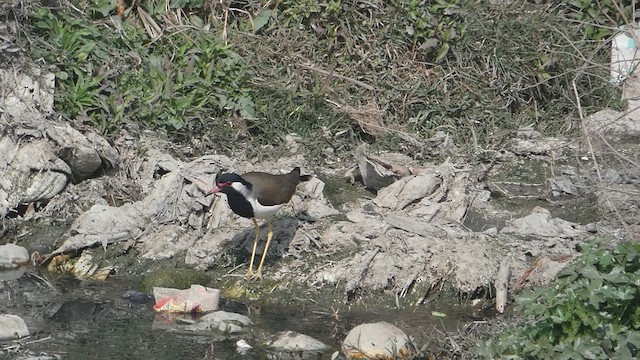 Red-wattled Lapwing - ML610812179