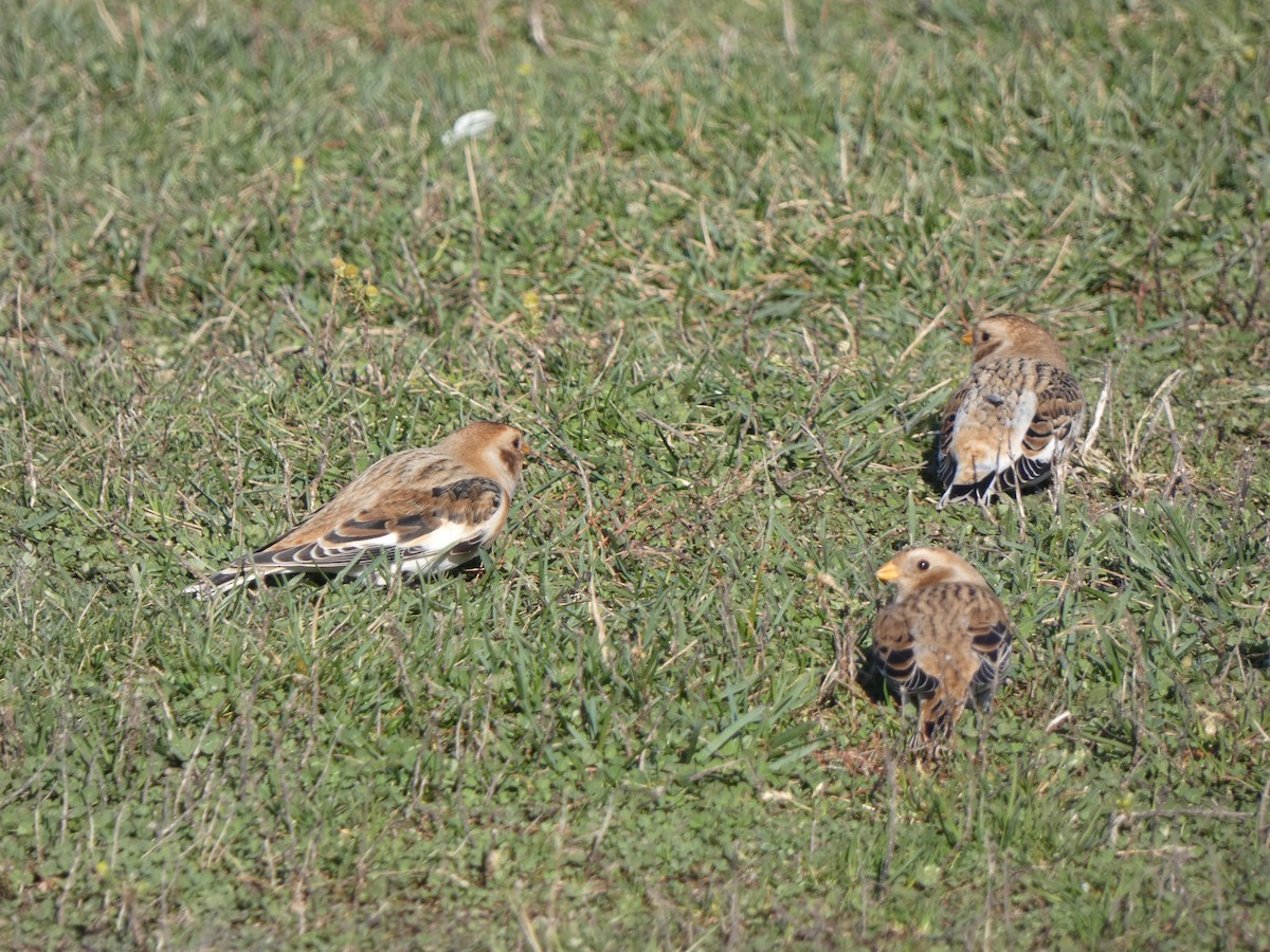 Snow Bunting - ML610812254