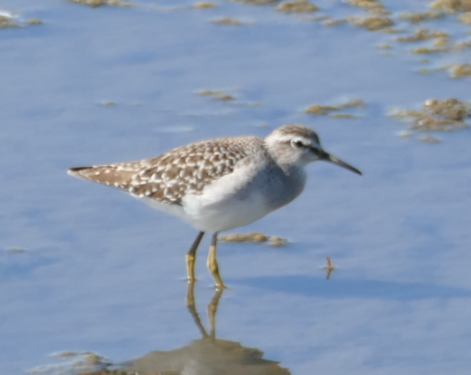 Wood Sandpiper - ML610812291