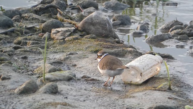 Little Ringed Plover - ML610812400