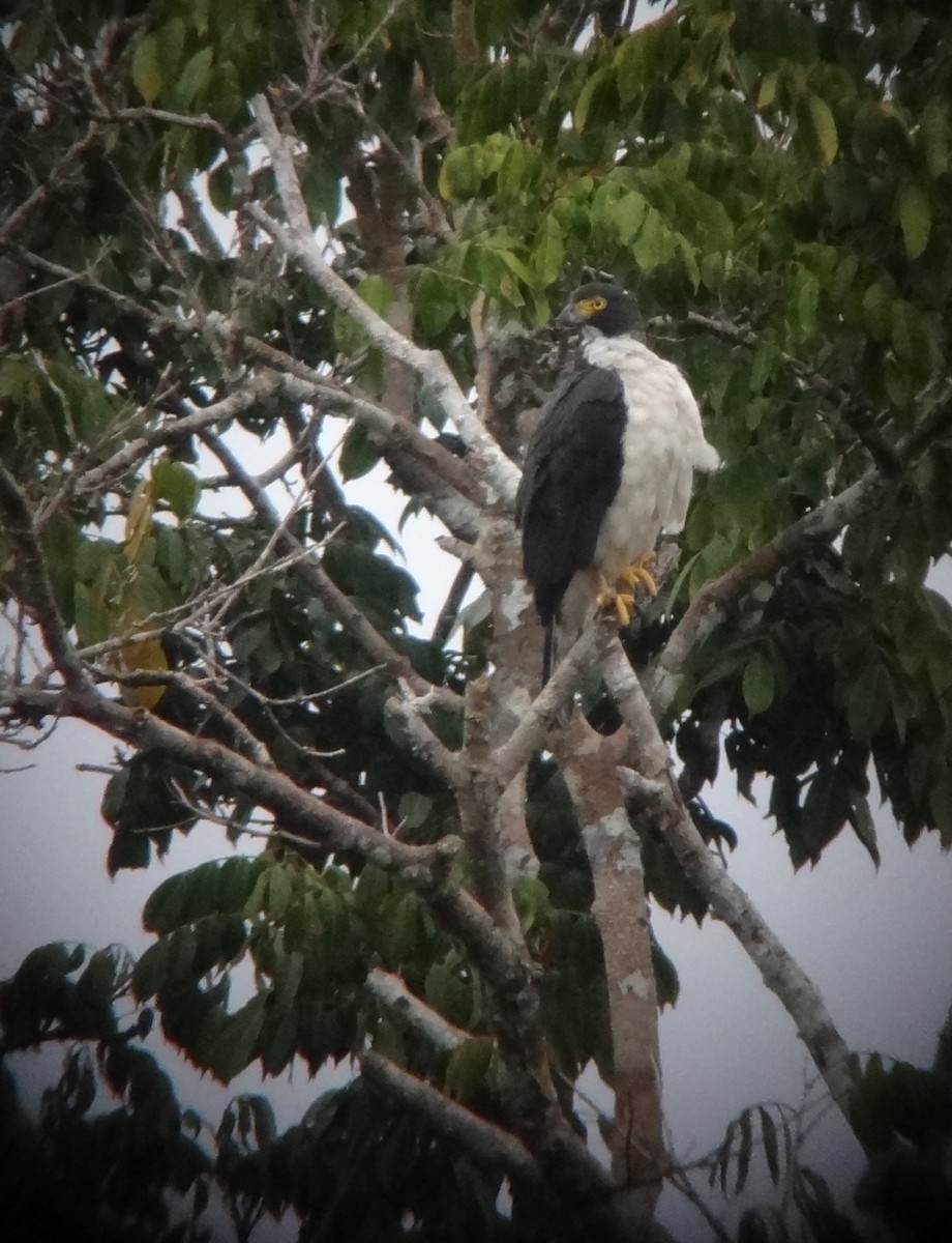 Gray-bellied Hawk - ML610812446