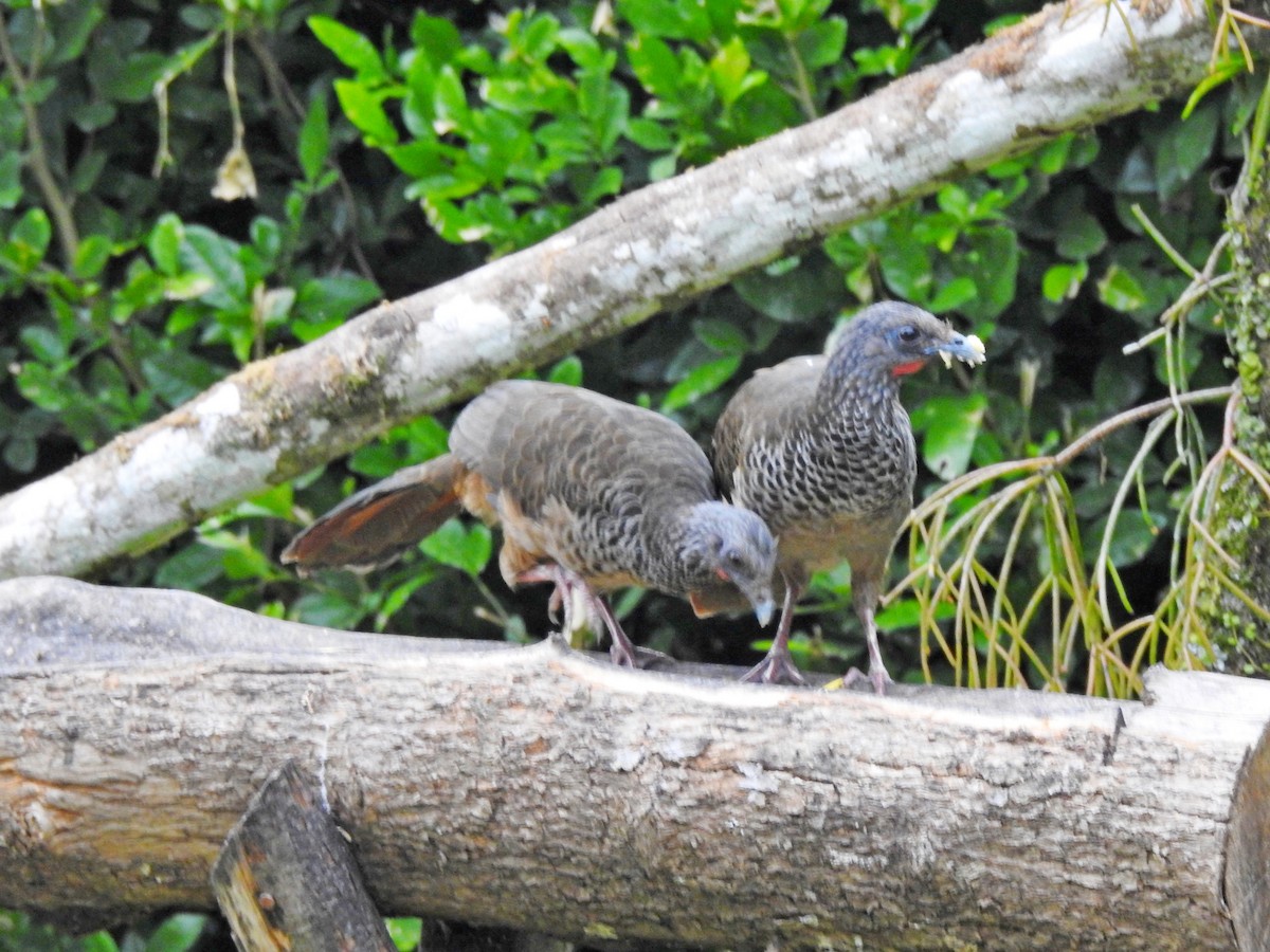 Chachalaca Colombiana - ML610812488