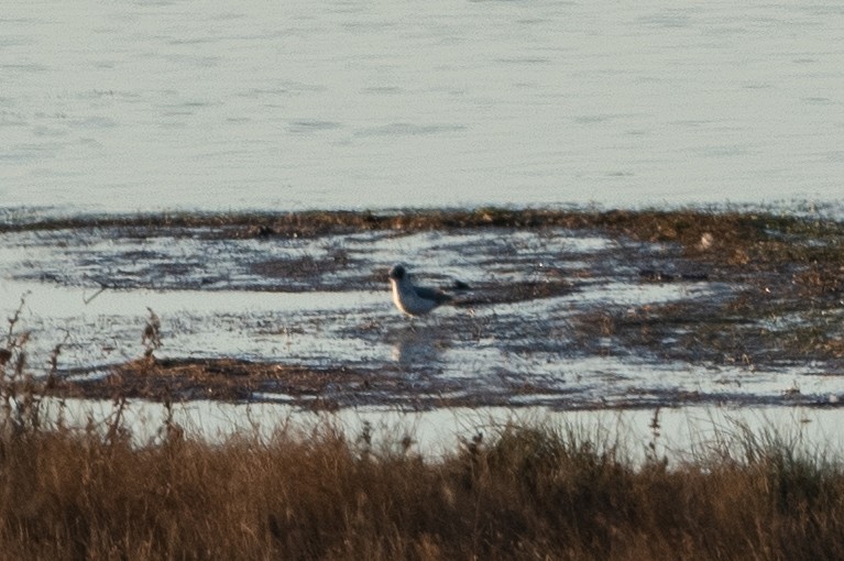 Franklin's Gull - T. Jay Adams