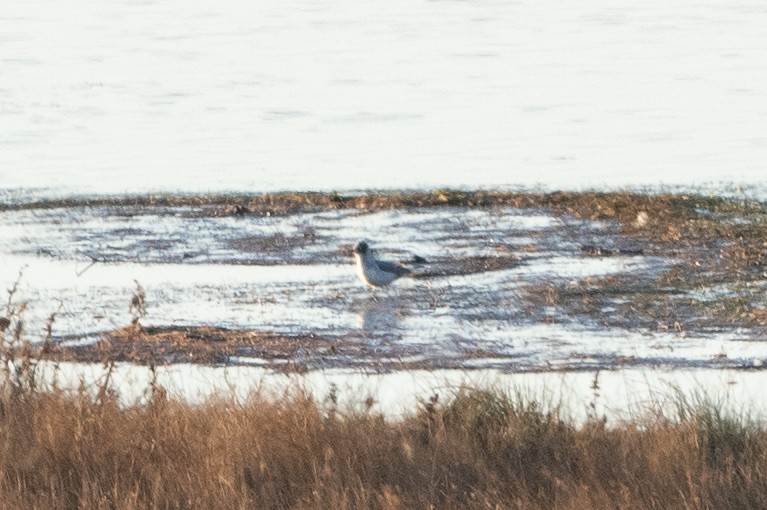 Franklin's Gull - ML610812503