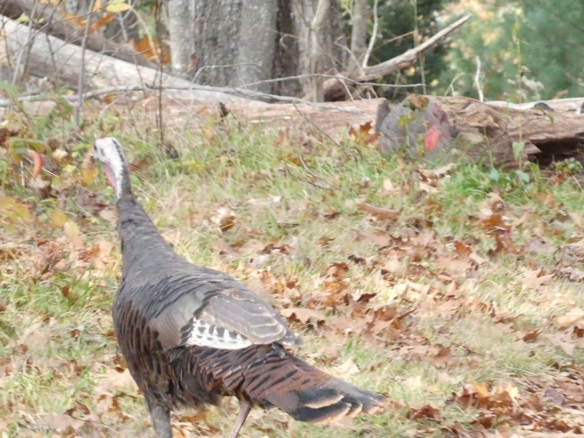 Wild Turkey - ML610812559