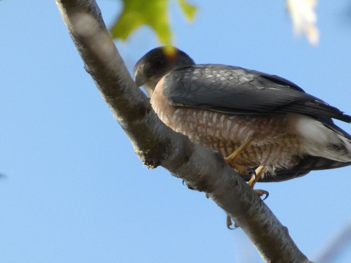 Cooper's Hawk - ML610812567