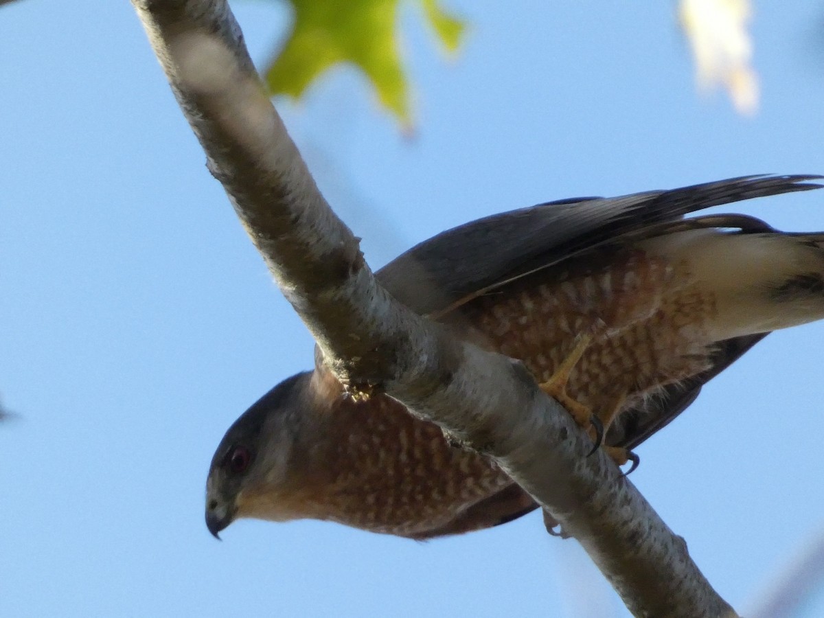 Cooper's Hawk - ML610812569