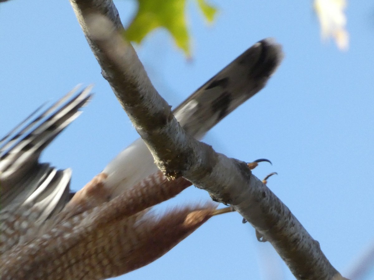 Cooper's Hawk - Roberto Macay