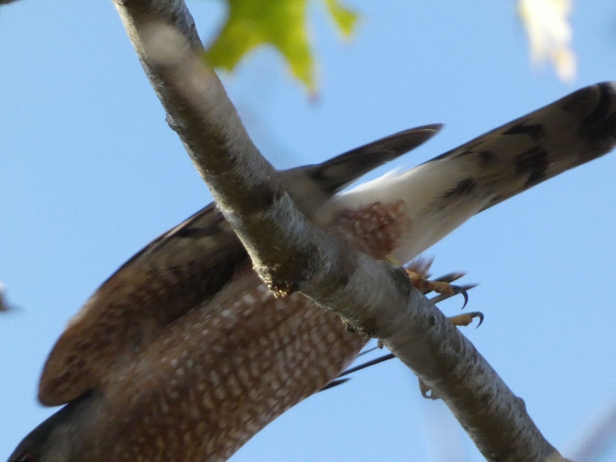 Cooper's Hawk - ML610812573