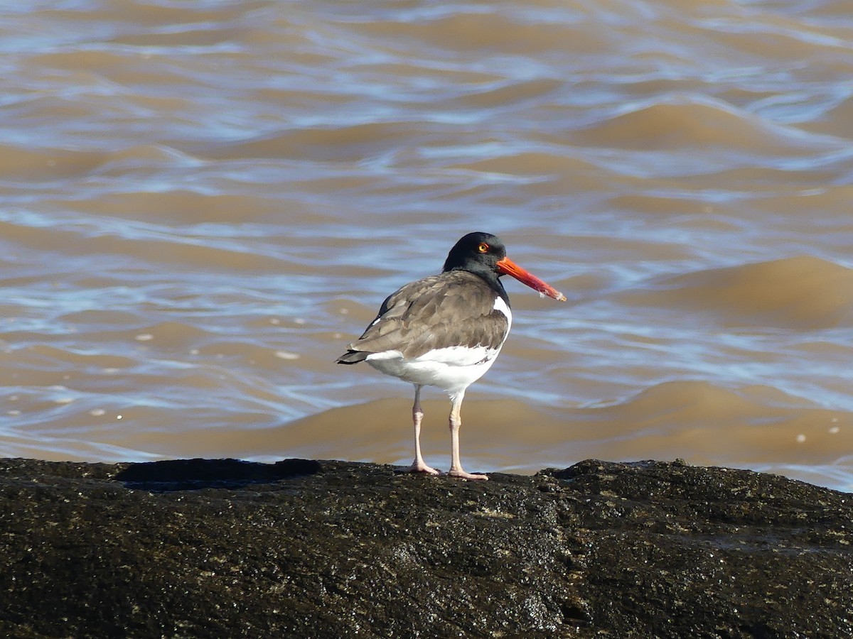 American Oystercatcher - ML610812581