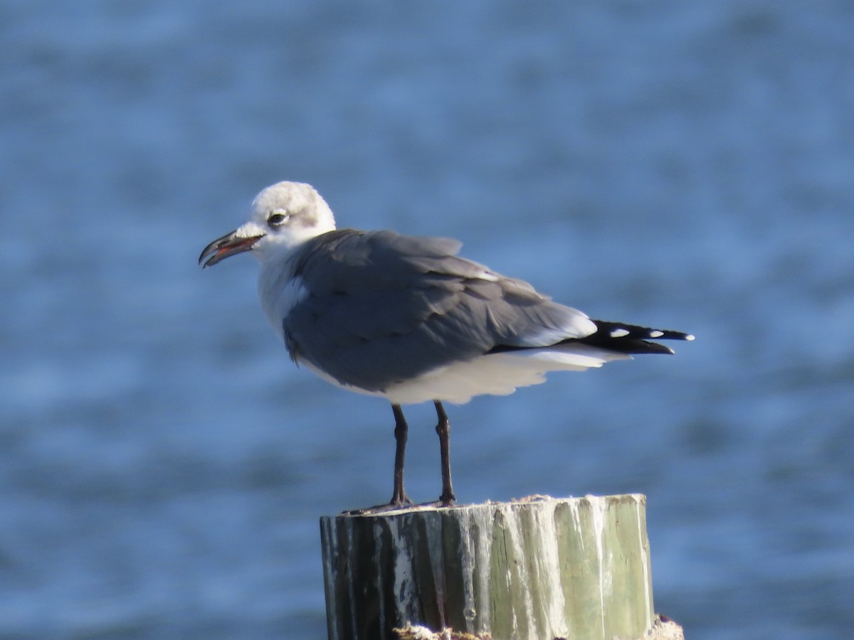 Laughing Gull - ML610812619