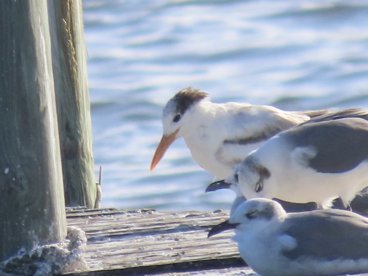 Royal Tern - ML610812643