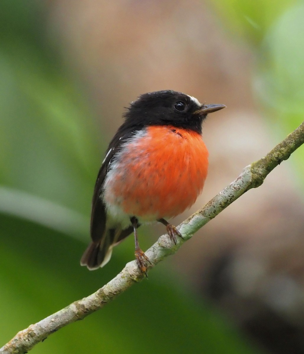 Pacific Robin - ML610812793