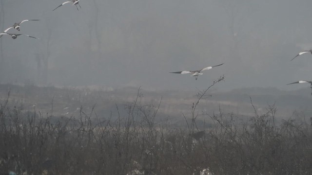 קיווית אפורת-ראש - ML610812802