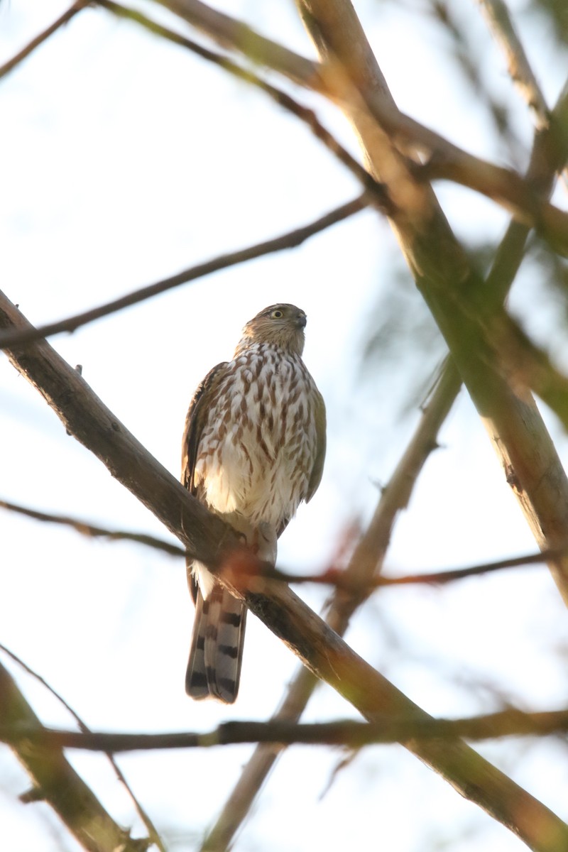 Sharp-shinned Hawk - ML610812808