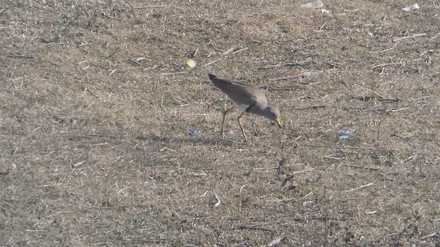 Gray-headed Lapwing - ML610812817