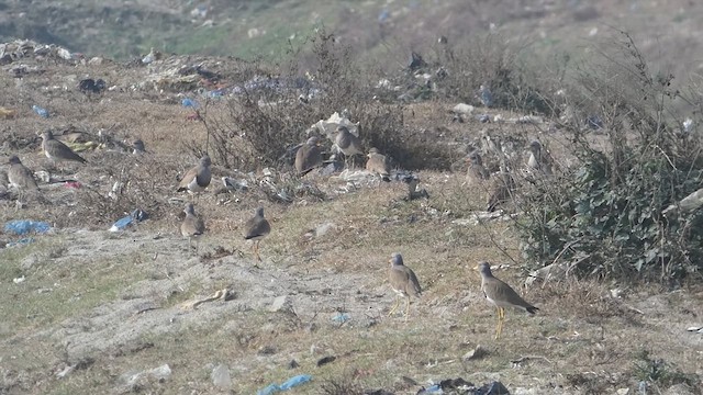 Gray-headed Lapwing - ML610812912