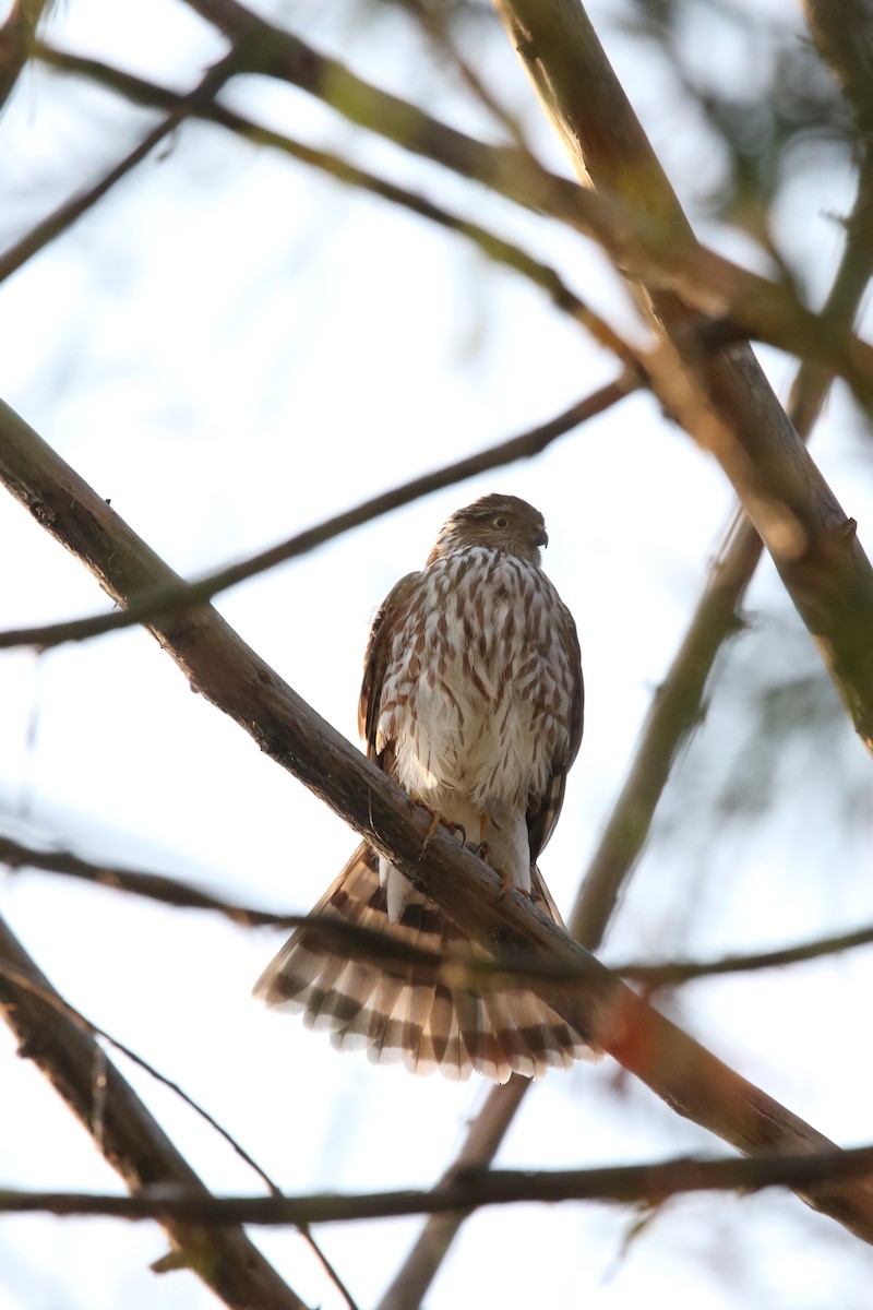 Sharp-shinned Hawk - ML610812997