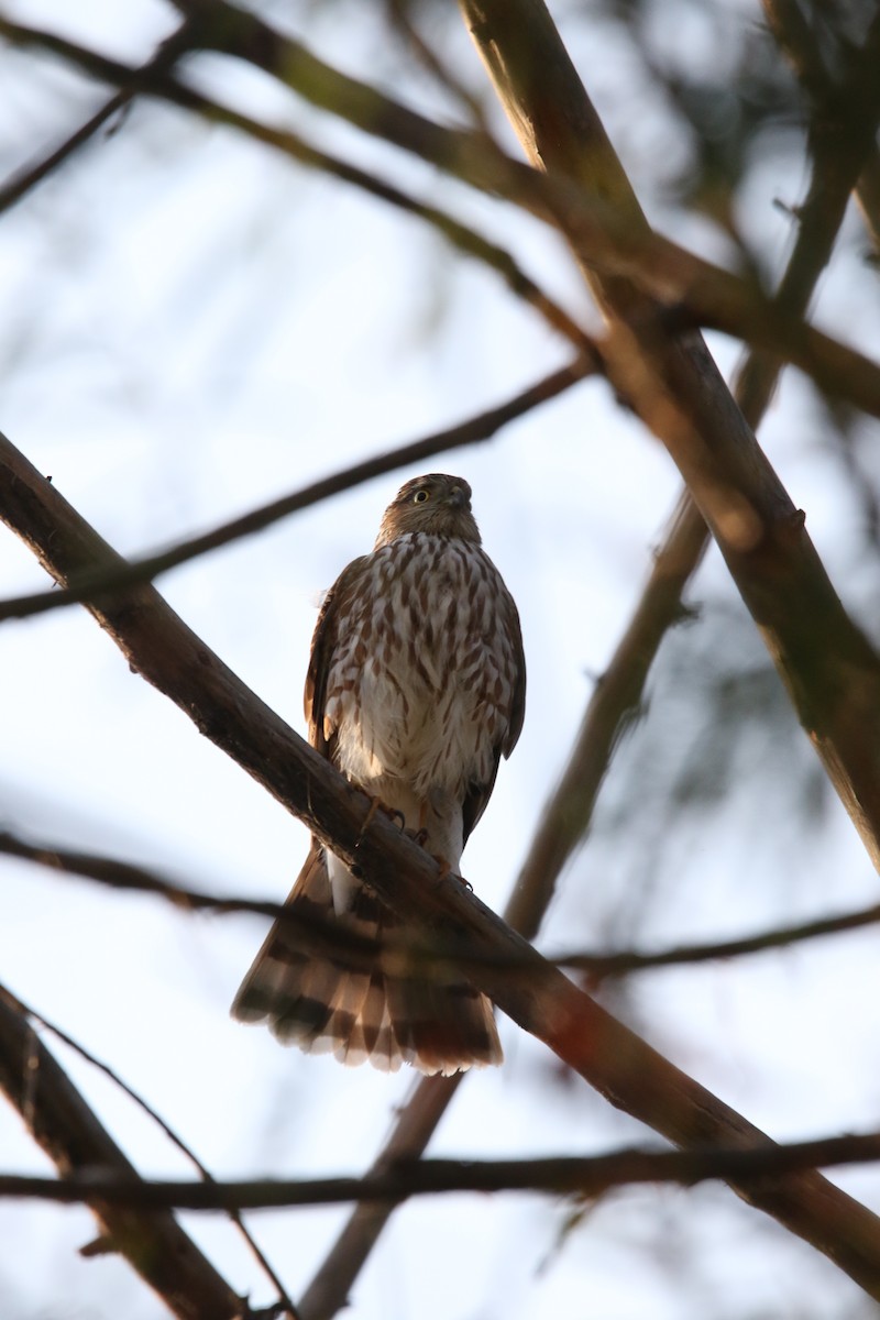 Sharp-shinned Hawk - ML610813002