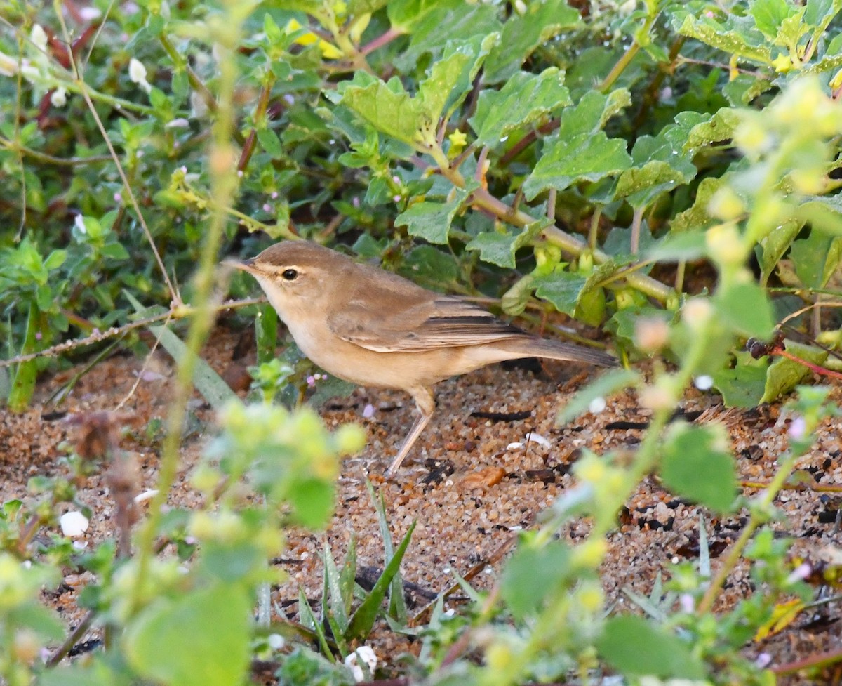 Booted Warbler - ML610813293