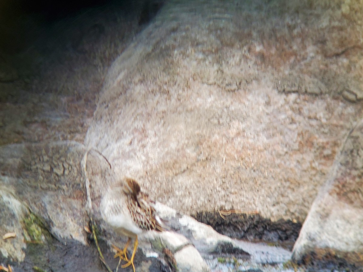 Pectoral Sandpiper - Ray Duffy