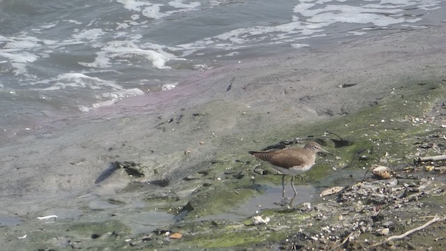 Green Sandpiper - ML610813495