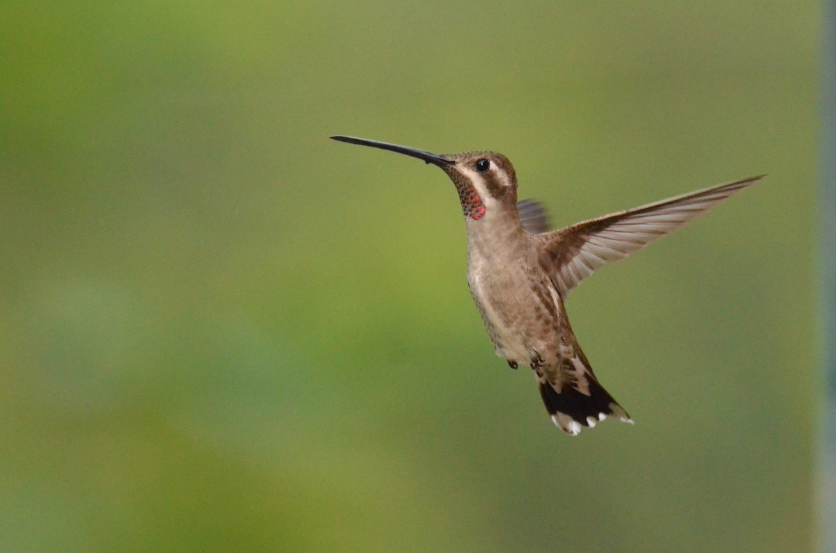 Plain-capped Starthroat - ML610813497