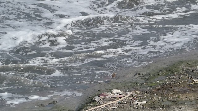 Green Sandpiper - ML610813498