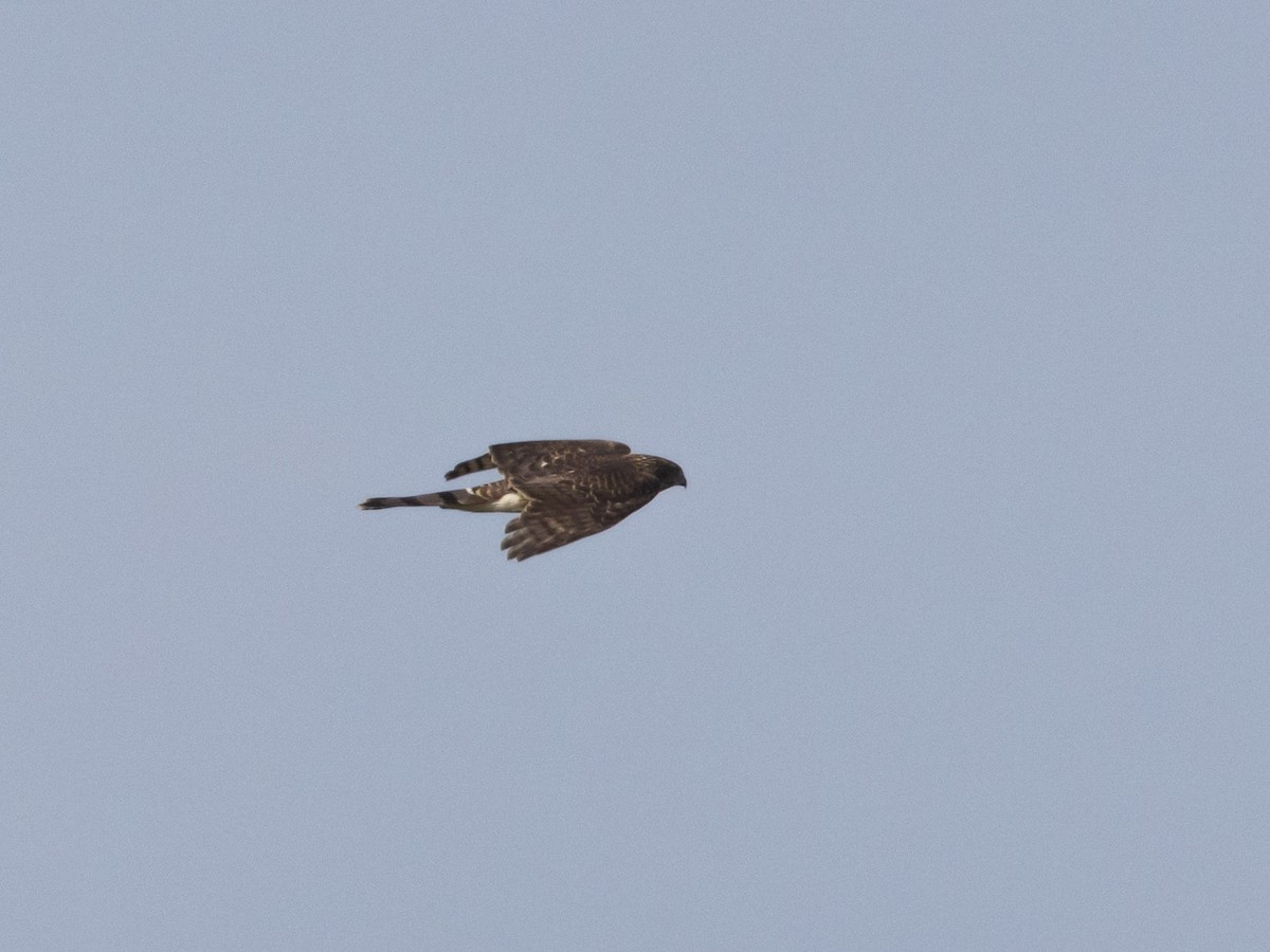 Cooper's Hawk - ML610813507