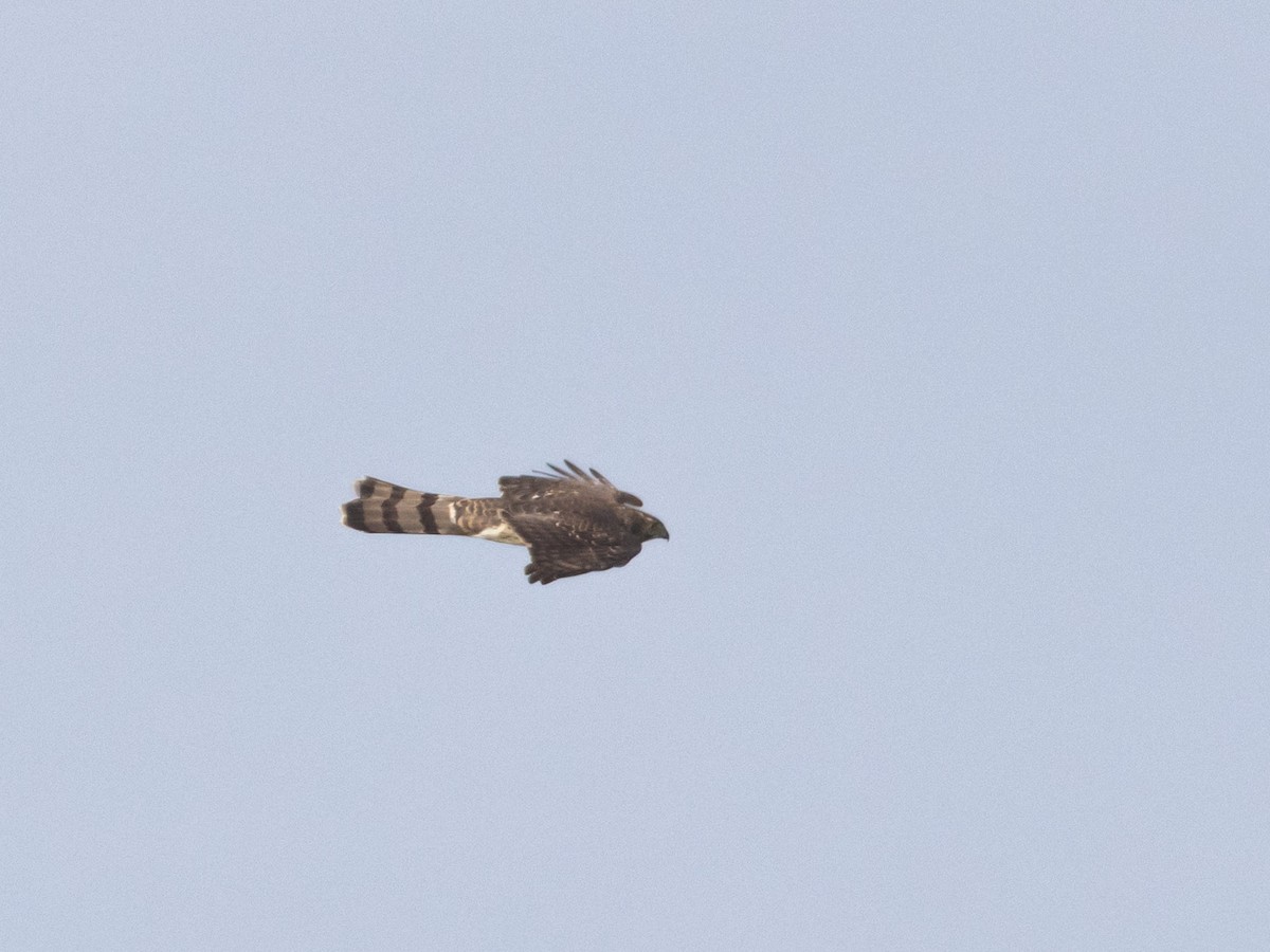 Cooper's Hawk - ML610813508