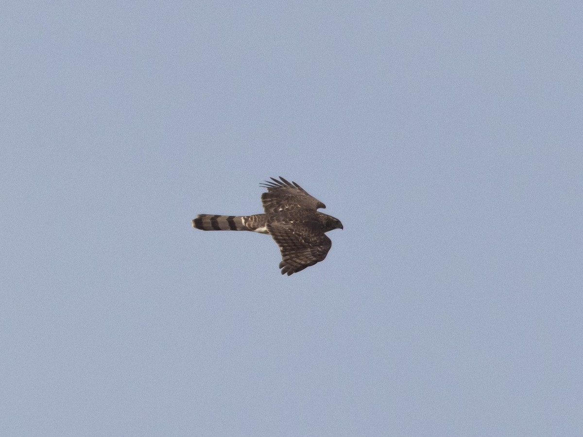 Cooper's Hawk - ML610813509