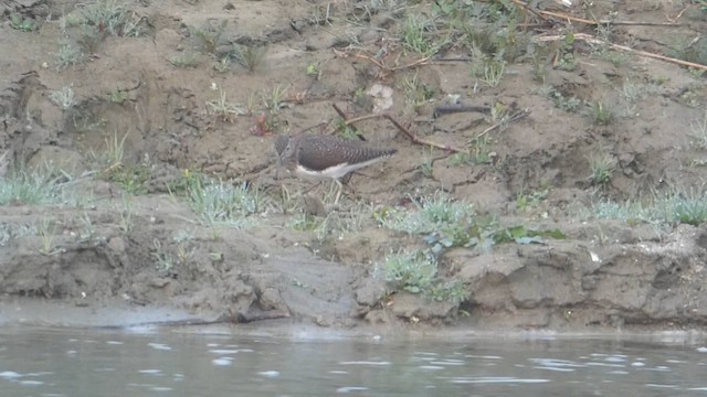 Green Sandpiper - ML610813595