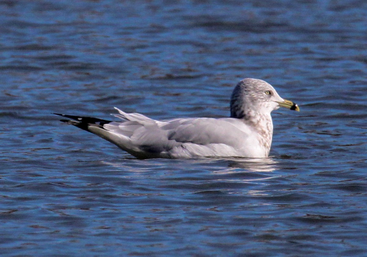 Ring-billed Gull - Jeffrey McCrary