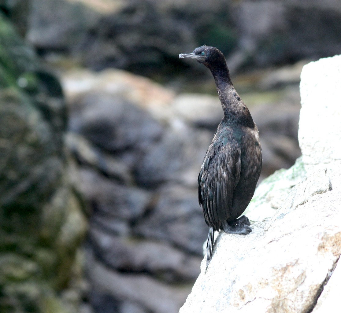 Pelagic Cormorant - ML610813630