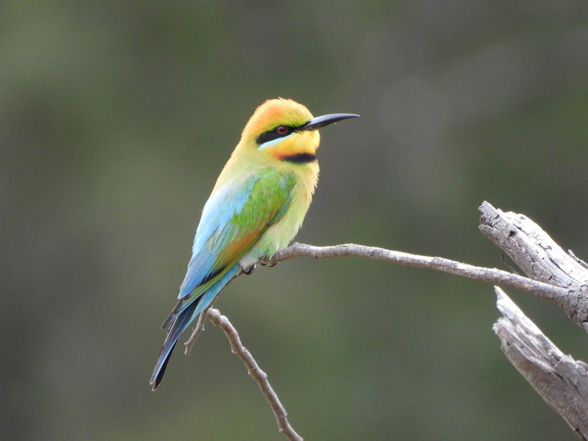 Rainbow Bee-eater - ML610813732