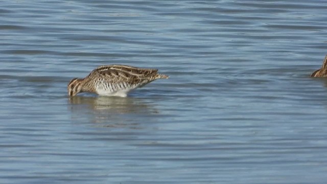 Wilson's Snipe - ML610813735