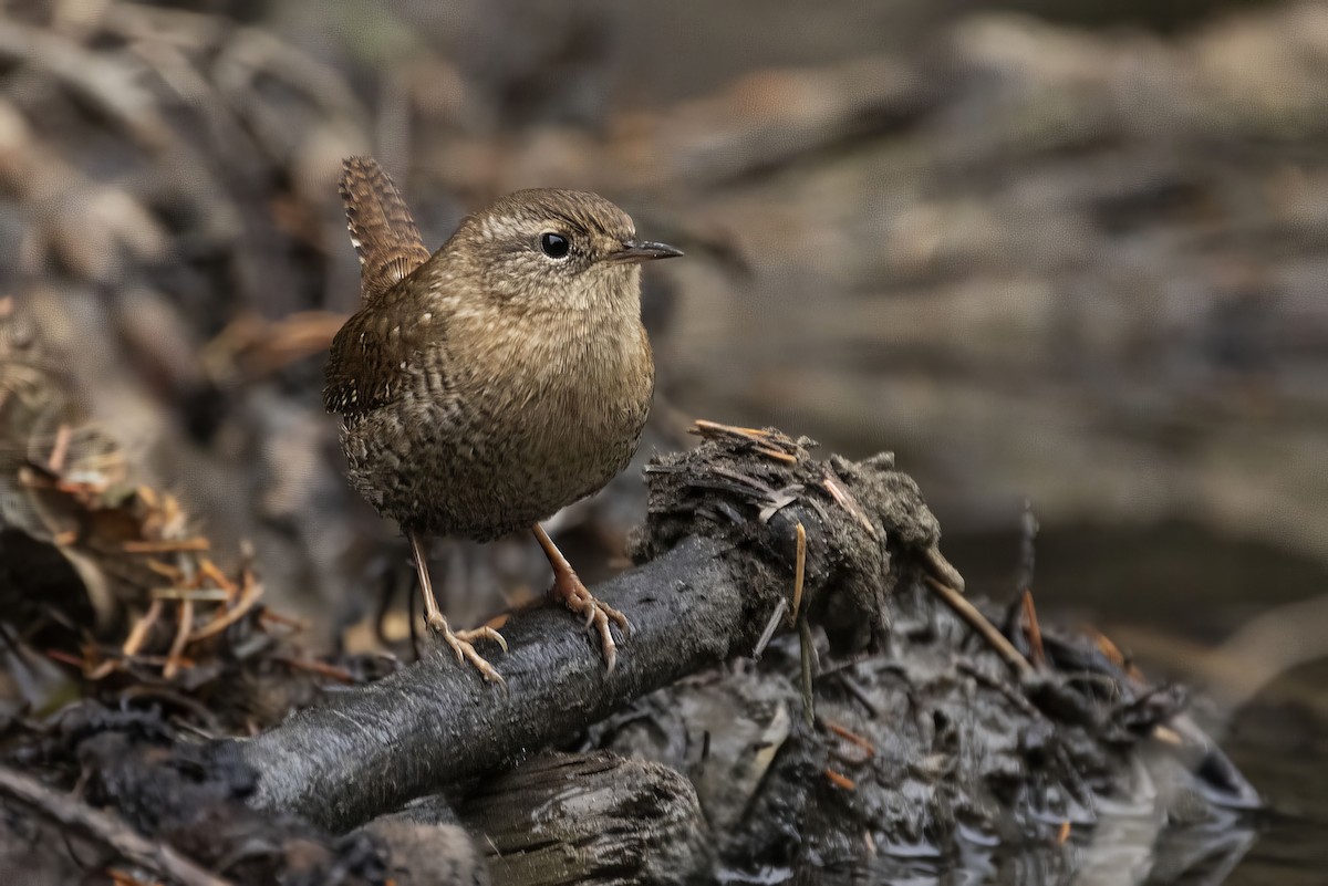 Winter Wren - ML610813760