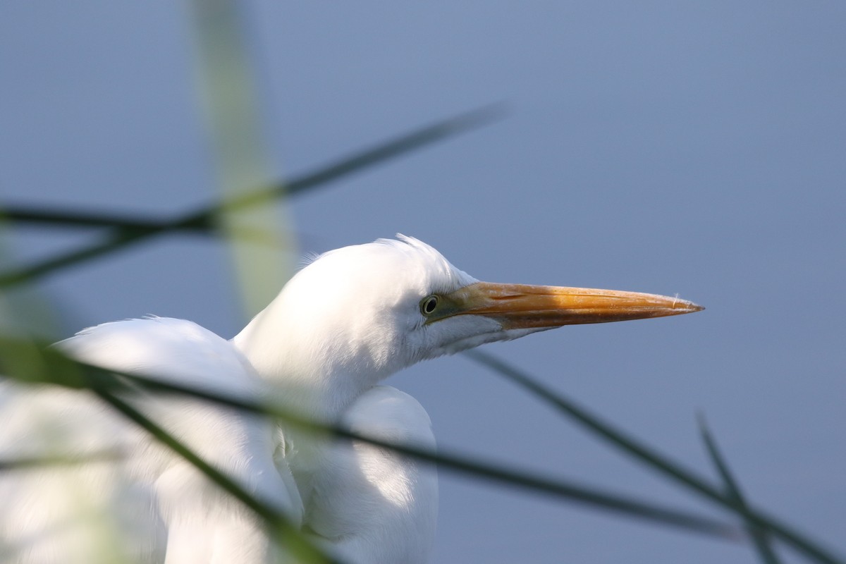 Great Egret - L. Ernesto Perez Montes (The Mexican Violetear 🦉)