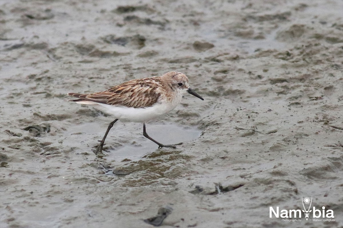 Little Stint - ML610813819