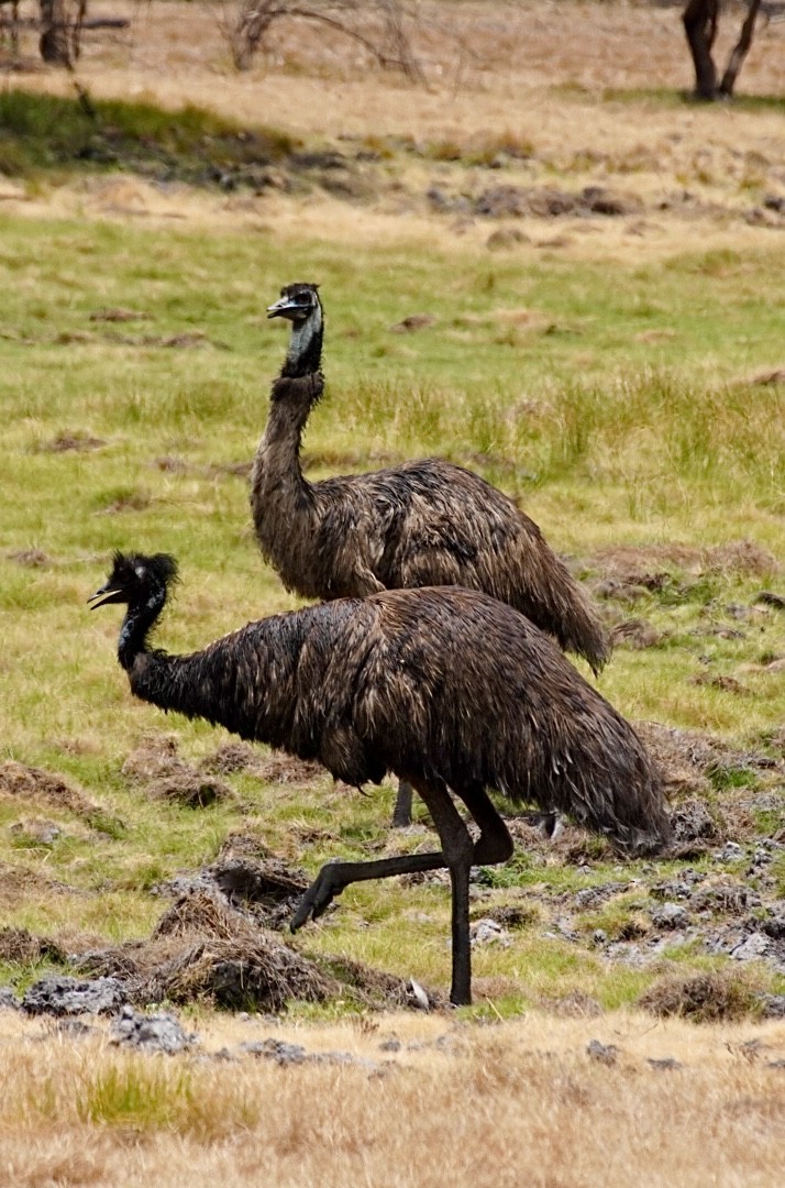 emu hnědý - ML610813821