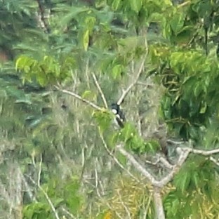 Purple-throated Cotinga - Ryan Candee