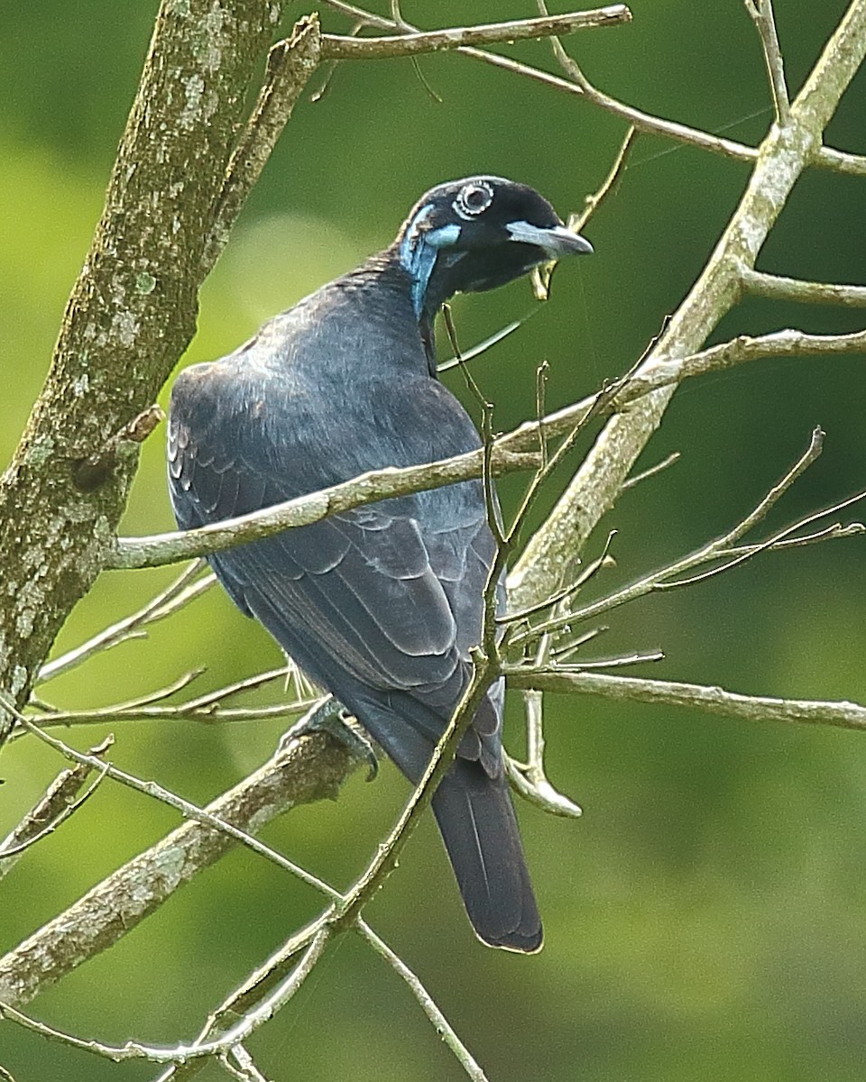 Bare-necked Fruitcrow - ML610813893