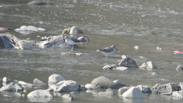 Common Greenshank - ML610813924