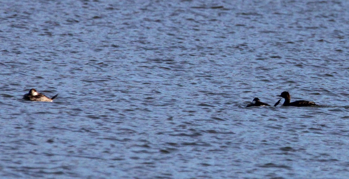 Pied-billed Grebe - ML610814006